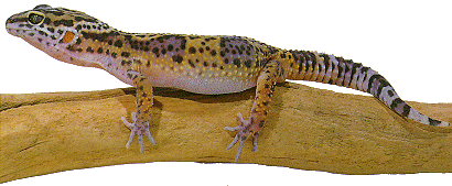 [Picture of Blunt-nosed Leopard LIZARD]