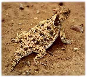 [Picture of Short-Horned LIZARD]