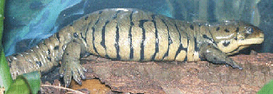 [Picture of Tiger SALAMANDER]