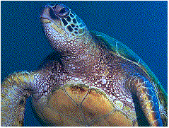 [picture of sea turtle]