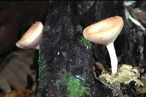 Cup Fungus