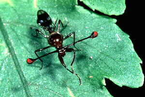 Stalk-eyed Fly