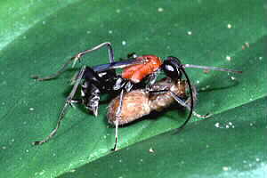 Spider-hunting Wasp