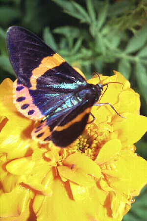 Milionia basalis