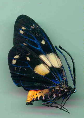 Eterusia aedia magnifica