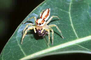 Jumping Spider