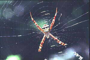 Argiope Spider