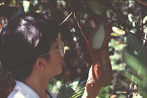 Nepenthes edwardsiana