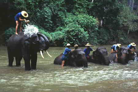 Jumbos given a good scrub.