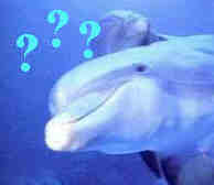 To the questions pages