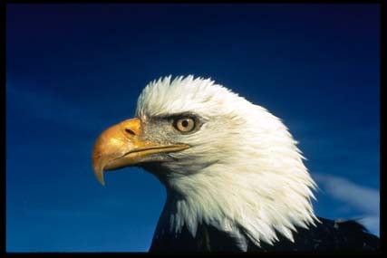 Eagles carry our Prayers to the Creator