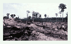 Burned Rain Forest