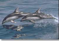 Image of Dolphins