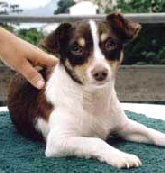 Bibi