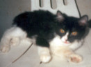 Gatinho