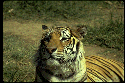 Tigre