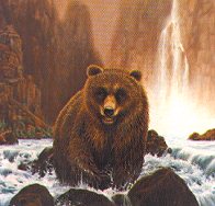 Bear