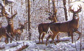 Deer