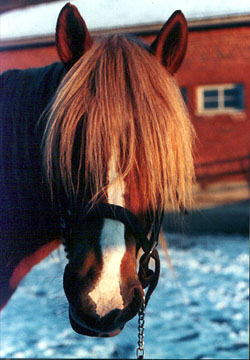 The Finnhorse's head expresses it's honesty and workman-like attitude