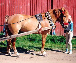 Finnhorse type T