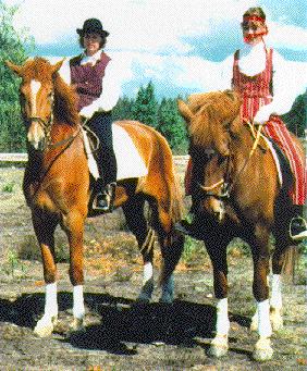 More Finnhorses!