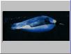 underwater-flying