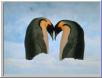 pengi romance