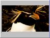 rockhopper penguin