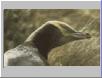yellow-eyed penguin