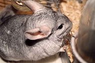 My Chinchilla - size 10 kb