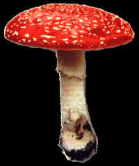 "Amanita Muscaria"hongo venenoso