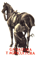 Herrero, herrando a un caballo, gif