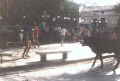 Vaquillas en la plaza del pueblo