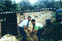 Preparando la lana