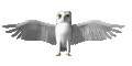 B�ho volando, multigif