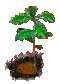 Logotipo "Quercus" de Sierra Madrona