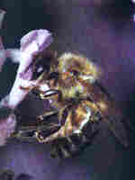 Apis mellifica. jpg