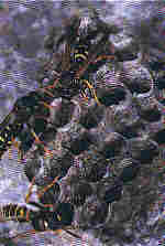 Polistes nimpha. jpg