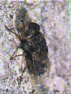 Oestrus ovis jpg