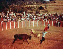 Dando un capotazo a la vaquilla