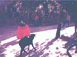 Toreando la vaquilla