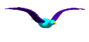 Gaviota azul en vuelo, multigif