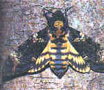 Acherontia atropos L.