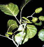 Alnus glutinosa ( L.) Gaertner.
