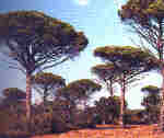 Pinus pinea L.