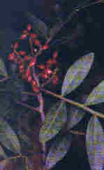 Pistacia lentiscus L.