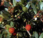 Arbutus unedo L.