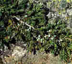 Juniperus communis L. ssp. nana