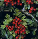 Crataegus monogyna Jacq.