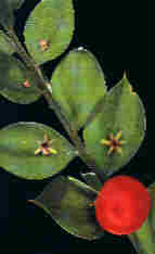 Ruscus aculeatus L.